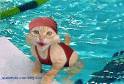 le chat